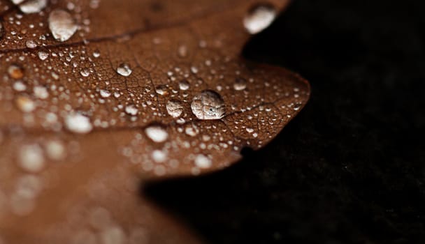 Dewdrops on the dry leaf macro shot