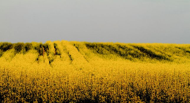 Colourful field of rapeseed