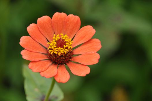 Zinnias seem especially favored by butterflies, and many gardeners add zinnias specifically to attract them.