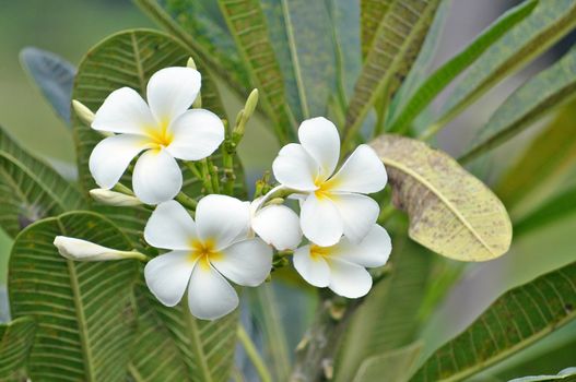 Plumeria (common name Frangipani) is a genus of flowering plants of the family which includes Dogbane: the Apocynaceae.