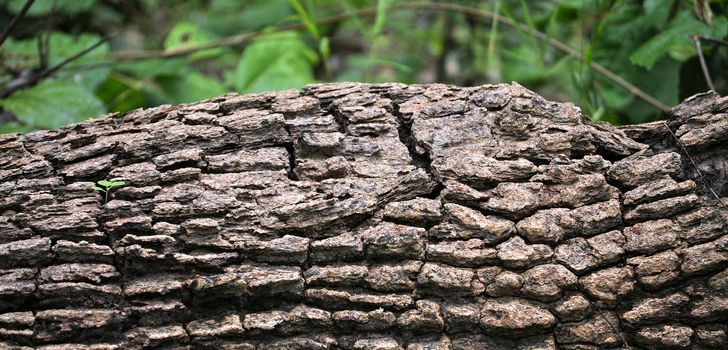 Bark is the outermost layers of stems and roots of woody plants. 