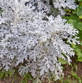 Silver dust in the garden