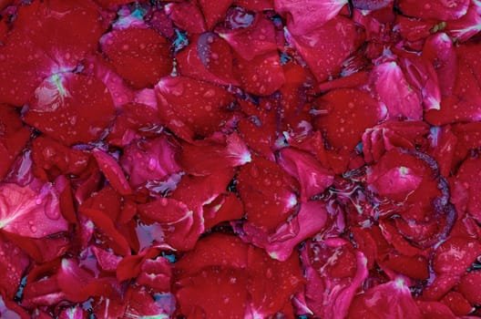 Numerous rose petals on the water surface