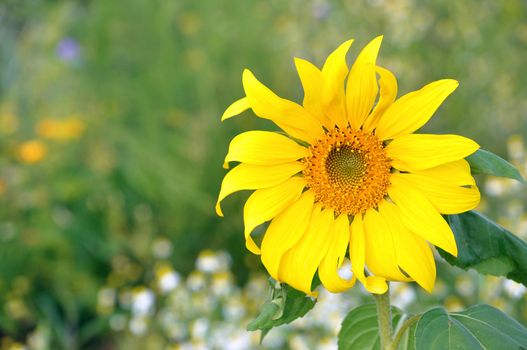 The sunflower has a rough, hairy stem, broad, coarsely toothed, rough leaves and circular heads of flowers.