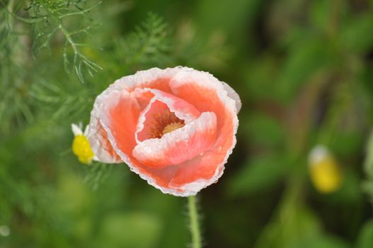 Poppies are sometimes used for symbolic reasons, such as in remembrance of soldiers who have died during wartime.