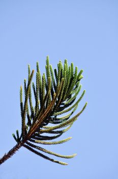 Pines are native to most of the Northern Hemisphere.