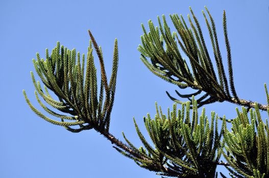 Pines are native to most of the Northern Hemisphere.