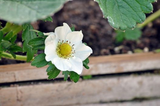 Strawberries are often grouped according to their flowering habit.
