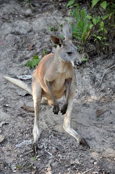 Kangaroos are endemic to the country of Australia.