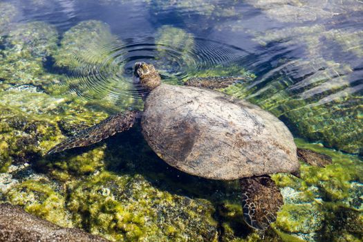 Sea turtle surfaces for air in shallow lagoon in Hawaii