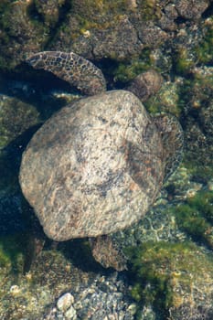 Sea turtle feeds in shallow lagoon in Hawaii