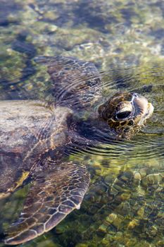 Sea turtle surfaces for air in shallow lagoon in Hawaii