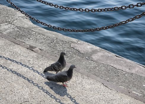 Two pigeons in love walking along the Bosphorus Strait - Istanbul, Turkey.