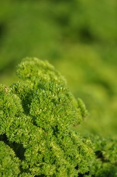 Garden parsley is a bright green hairless biennial herbaceous plant in temperate climates, an annual herb in sub-tropical and tropical areas.