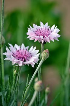 Centaurea is a genus of between 350 and 600 species of herbaceous thistle-like flowering plants in the family Asteraceae.