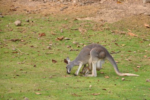 Kangaroos are endemic to the country of Australia.