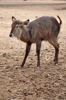 Waterbuck are found in scrub and savanna areas near water where they eat grass. 