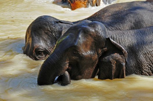 Elephants are the largest living land animals on Earth today.