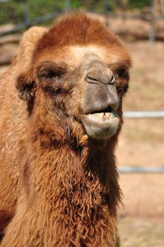 The Bactrian camel is a large, even-toed ungulate native to the steppes of central Asia.