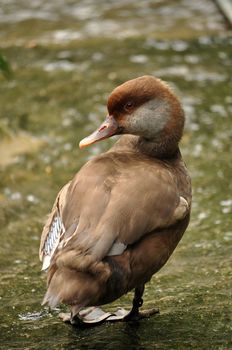 Duck is the common name for a large number of species in the Anatidae family of birds, which also includes swans and geese.