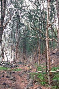 An abandoned path in the forrested dunes of Pololu Beach, Hawaii