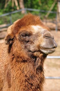 The Bactrian camel is a large, even-toed ungulate native to the steppes of central Asia.