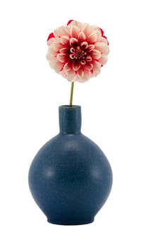 pink red white dahlia flower bloom in retro blue vase isolated on white background