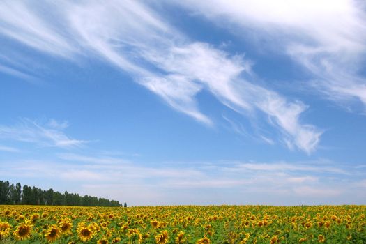 field of young sunflowers and blue sky