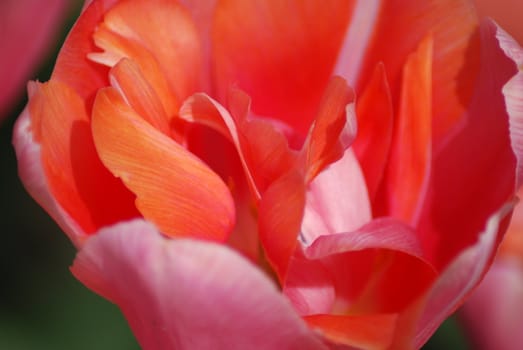 tulip in macro - flowers background close up
