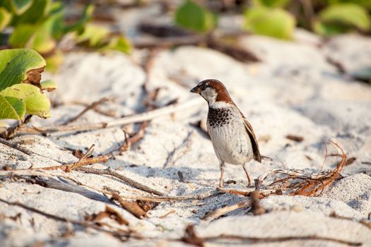 Small bird on sand in Hawaii