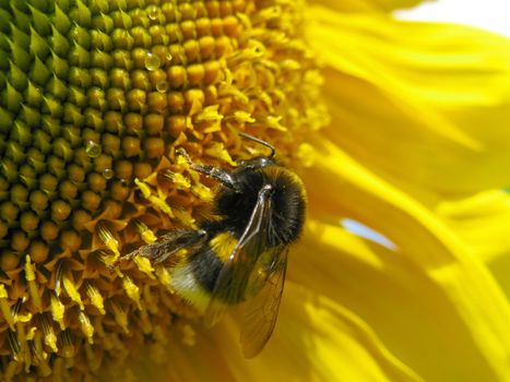 young sunflower with bumblebee on it close up