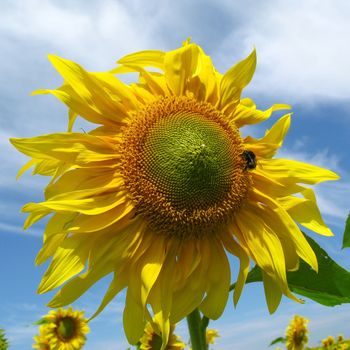 young sunflower with bumblebee on it against the background of the blue sky