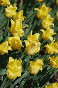 flowers background from tulips 