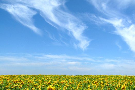 field of young sunflowers and blue sky