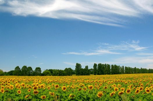 field of young sunflowers and blue sky