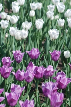 flowers background from tulips 