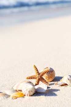 sea shells with sand as background 