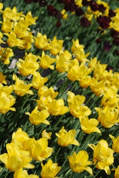 flowers background from tulips 