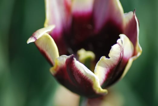 tulip in macro - flowers background close up