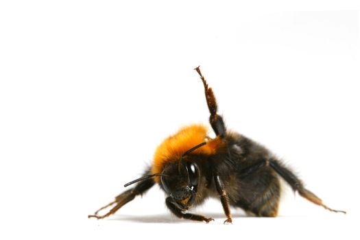 dance aerobic bumble bee isolated on white background