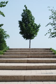 stairs to a wood  