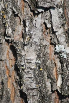 Brown tree rind texture with orange spot - wood background