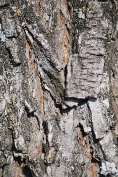 Brown tree rind texture with orange spot - wood background