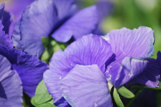 violet flowers background 