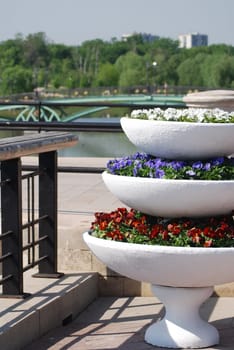 colorful three rows  - flowerbed in city park