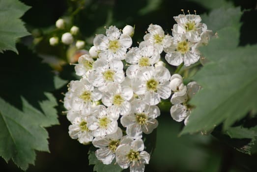 apple blossom close-up - white flowers