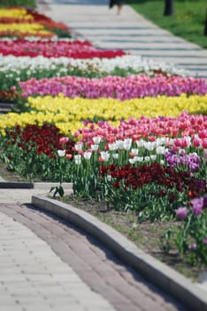 colorful tulips rows  - flowerbed in city park