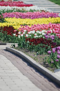 colorful tulips rows  - flowerbed in city park