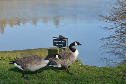 Pair on geese ignoring sign