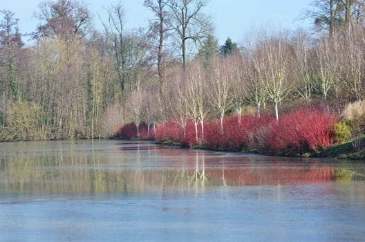 Lake in winter with dog-wood